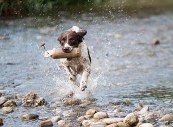What Happens During Your Pet's Cardiac Workup
