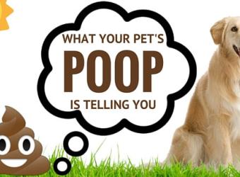Get the Scoop: What Your Pet&#039;s Poop is Telling You