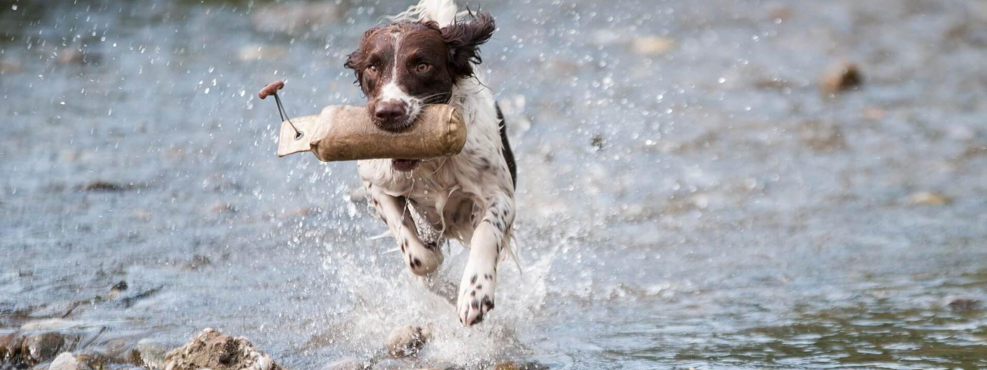 dog cardio