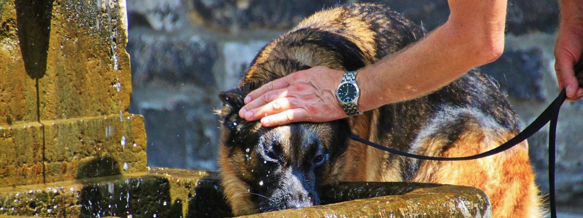 heat stroke dogs